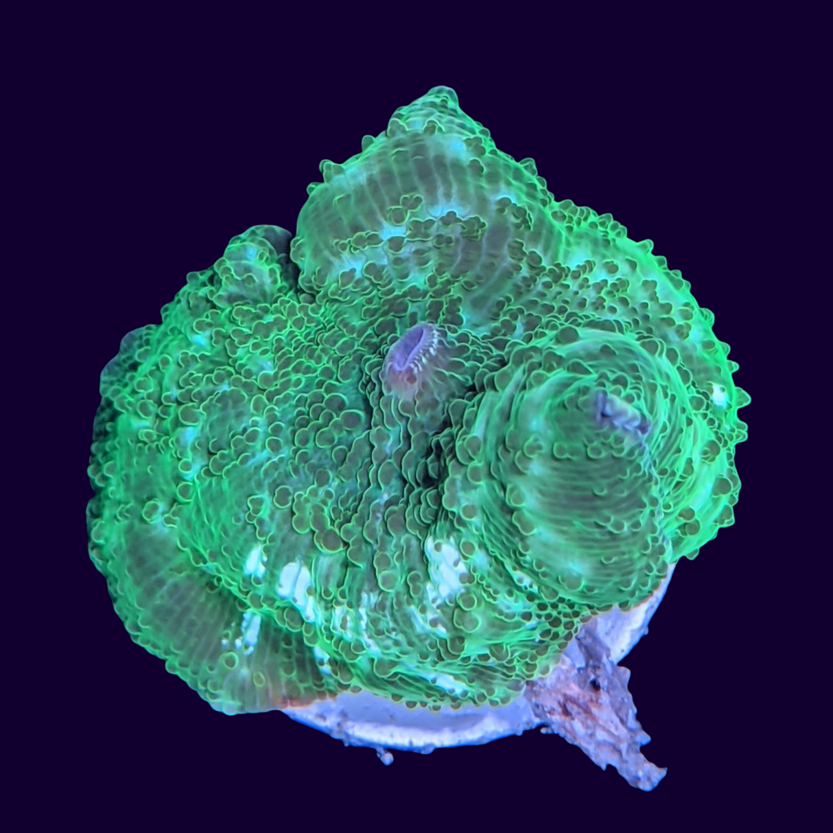 Green Discosoma Mushroom