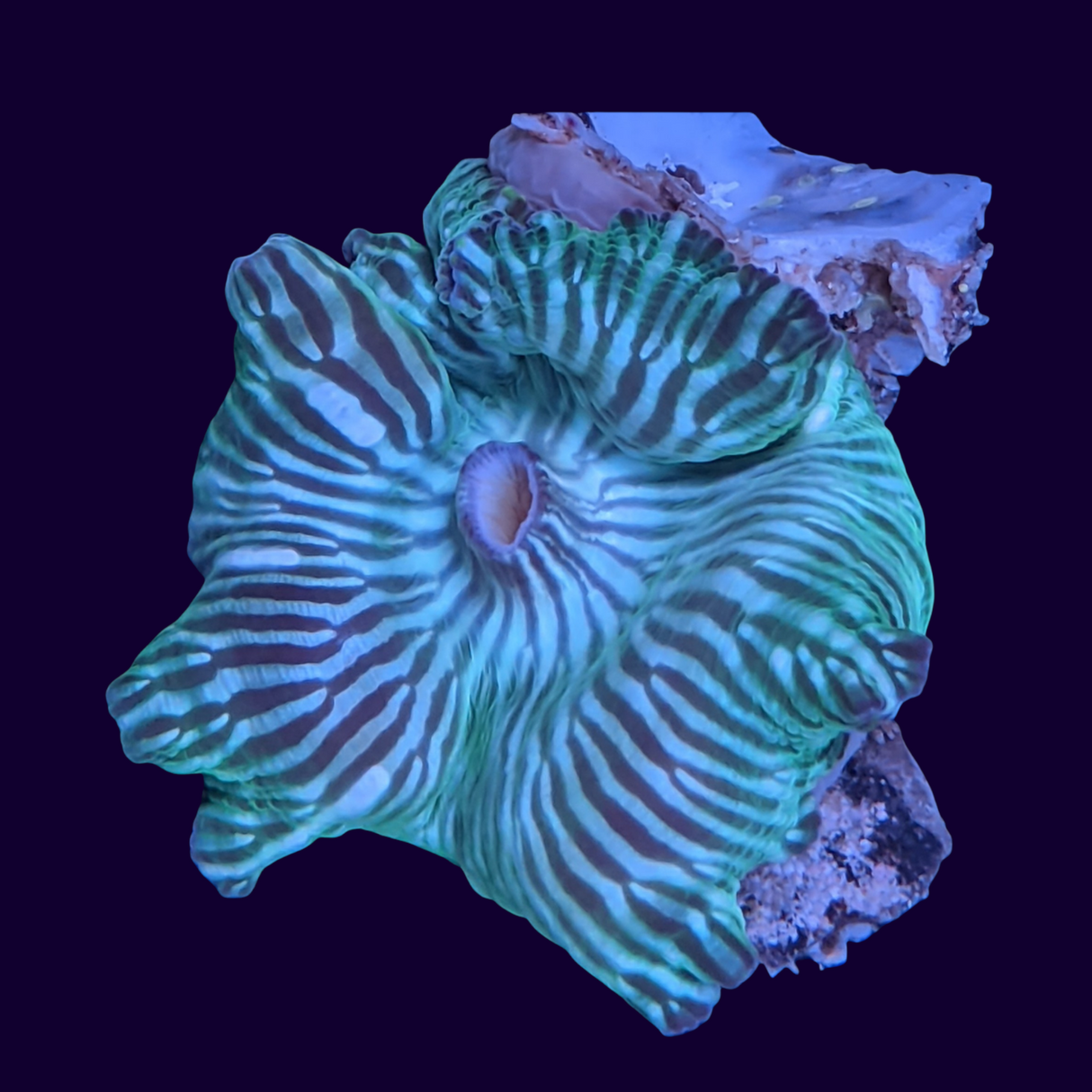 Watermelon Discosoma Mushroom