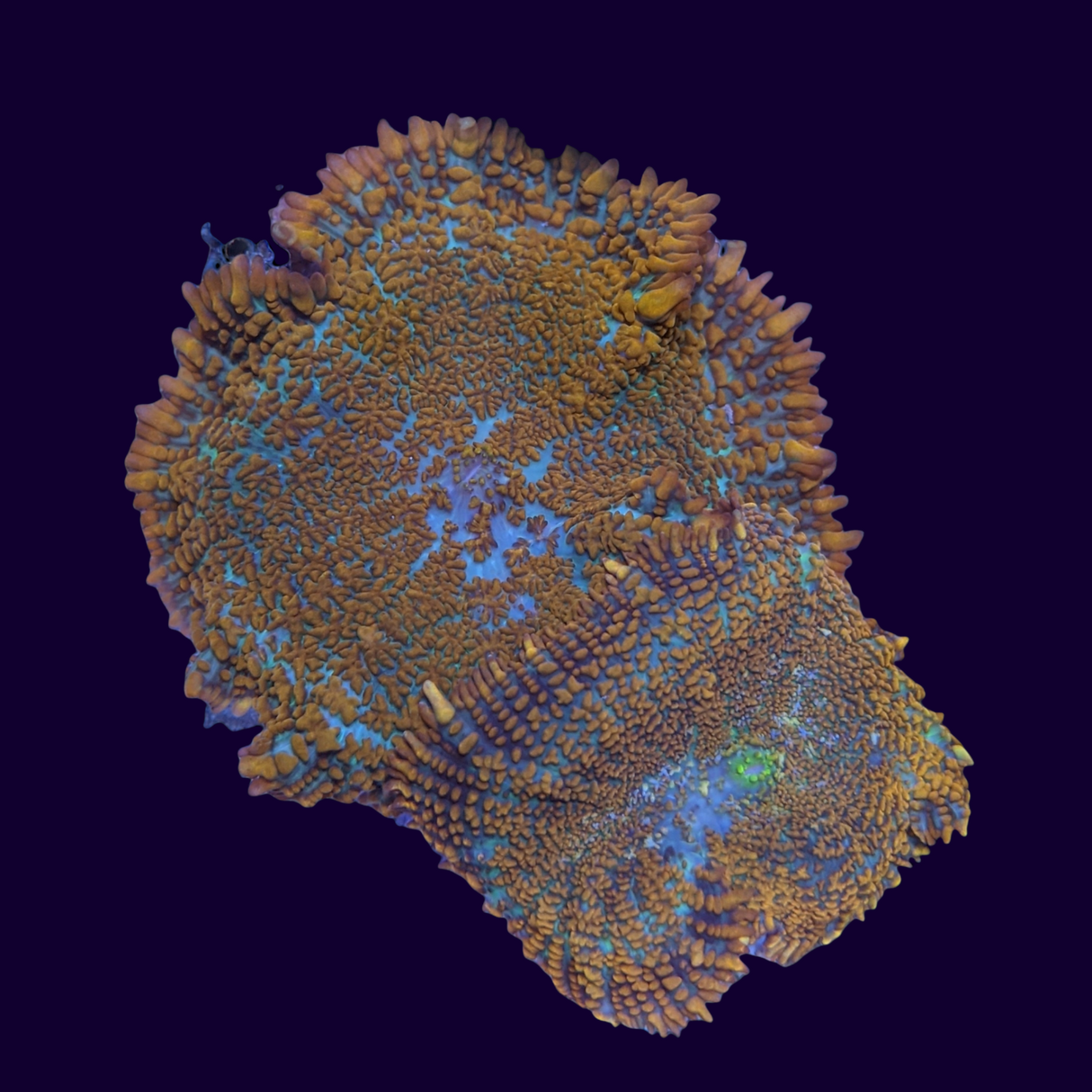 Rhodactis Flex Mushroom