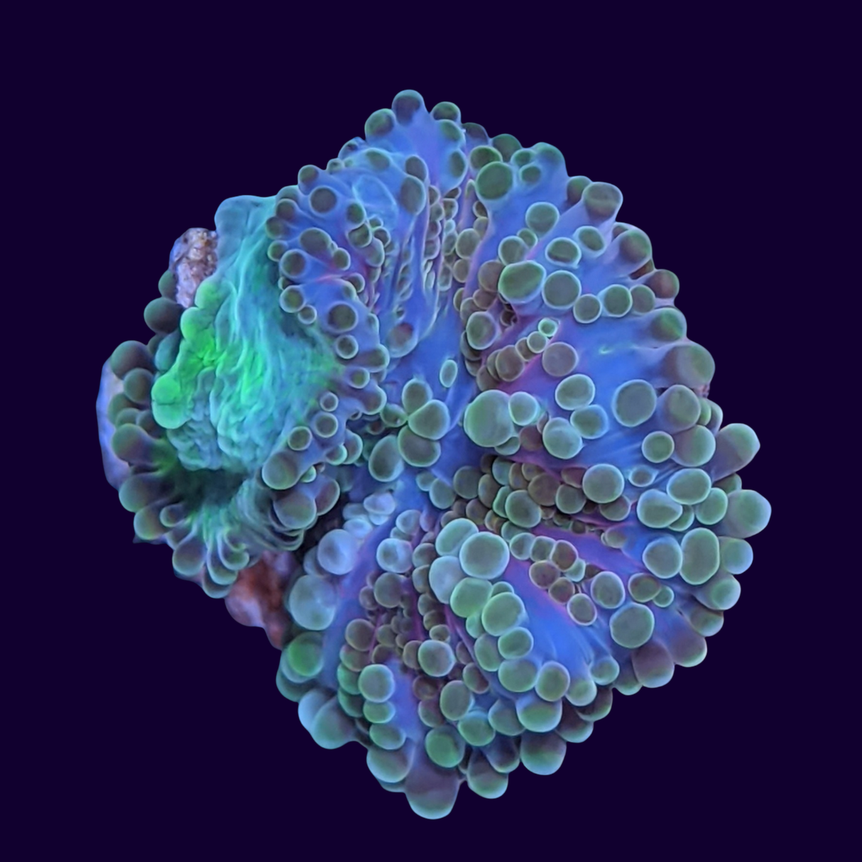 Multicolour Ricordea Mushroom