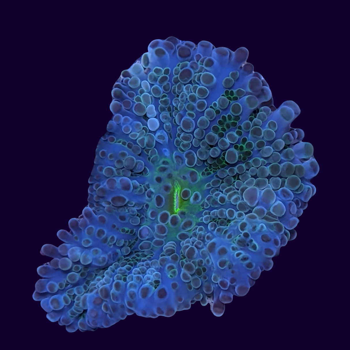 Multicolour Ricordea Mushroom