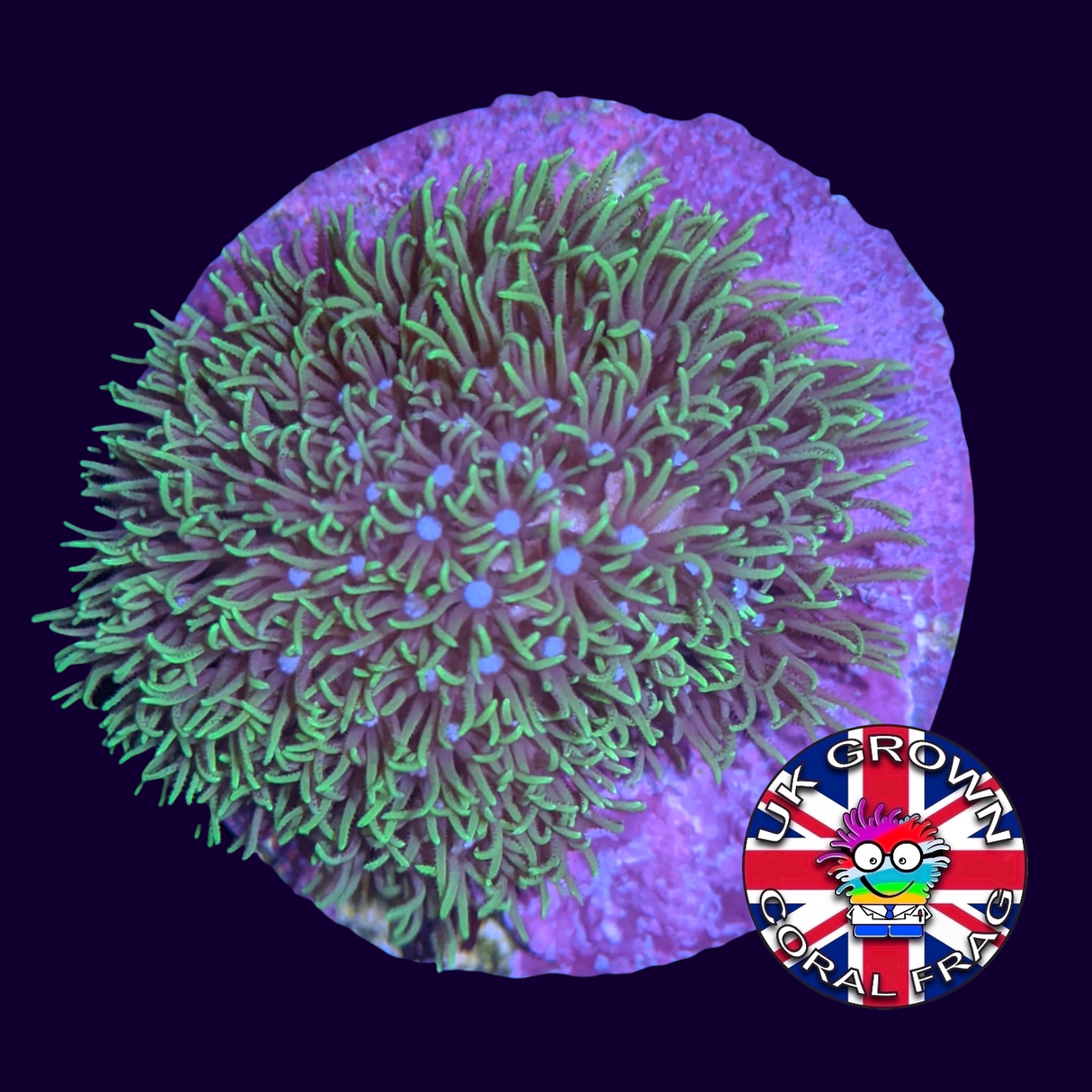 Star Polyps (Disk) (UK Grown)