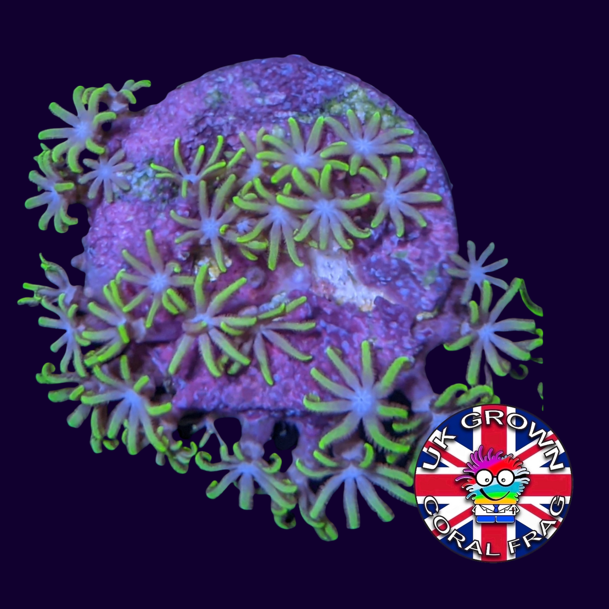 Star Polyps (Standard Plug) (UK Grown)