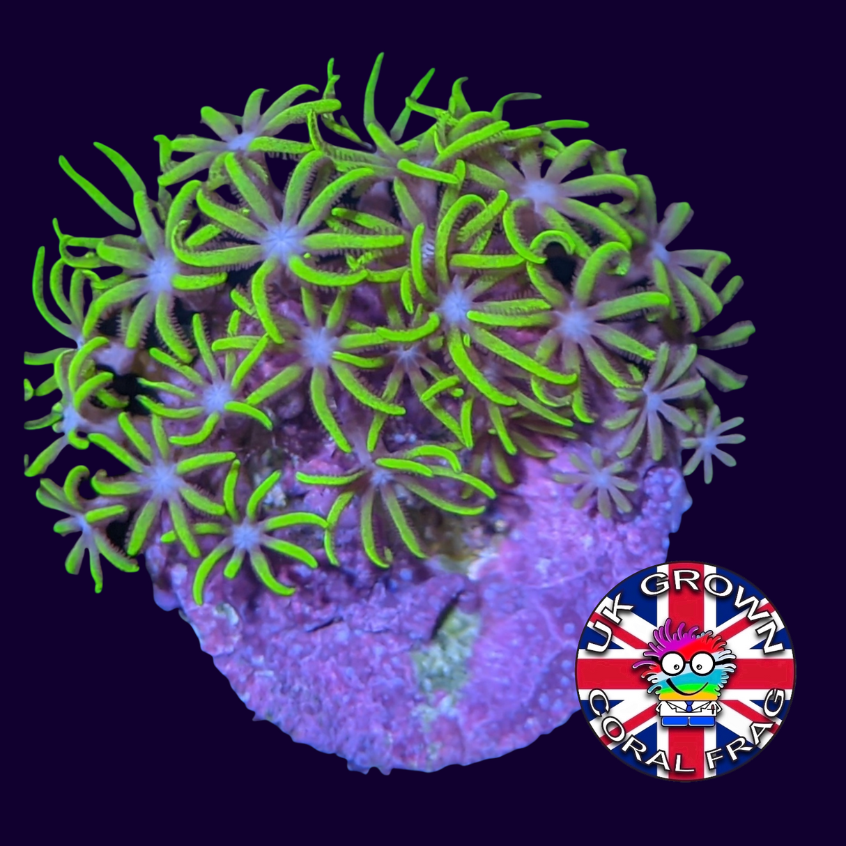 Star Polyps (Standard Plug) (UK Grown)