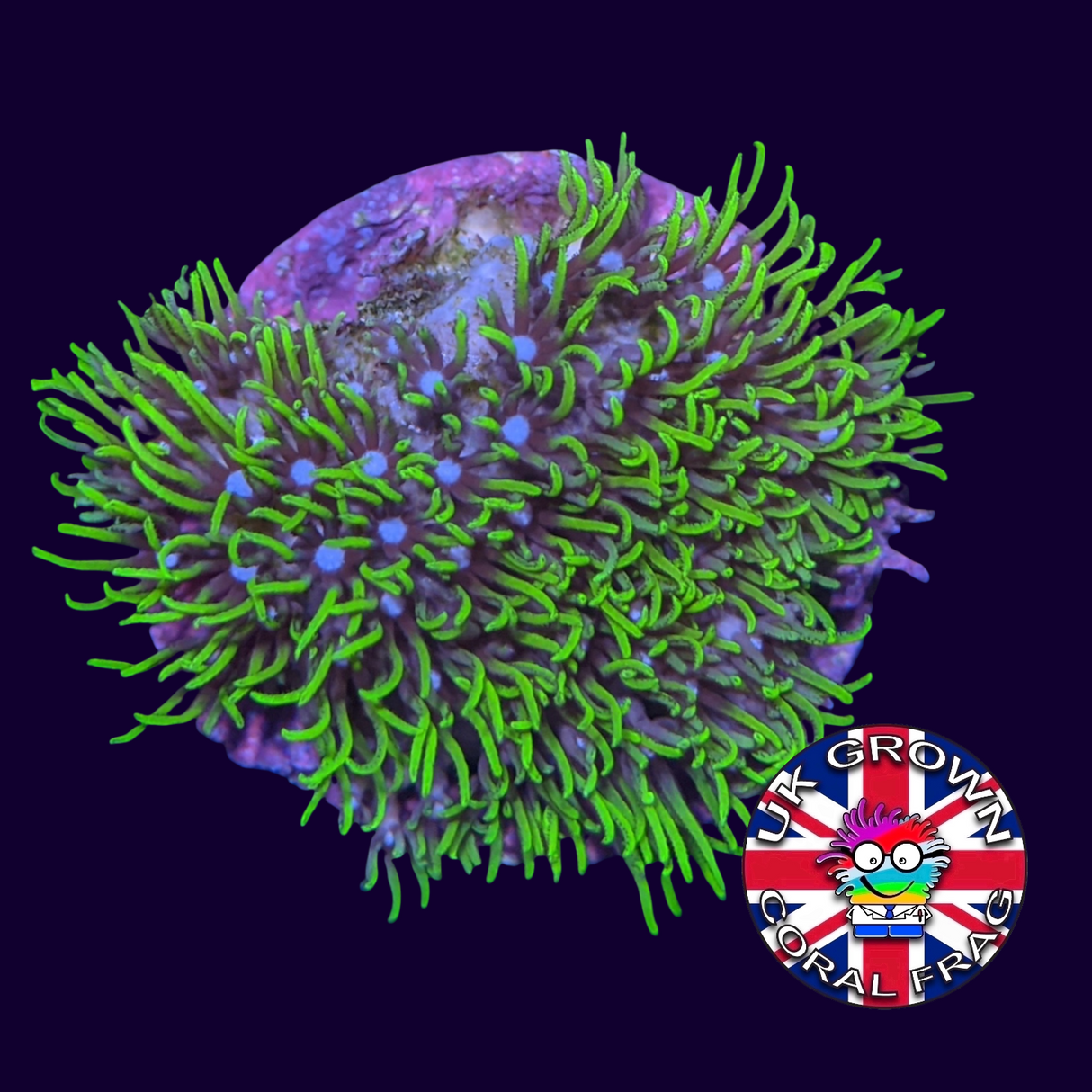 Star Polyps (Large Plug) (UK Grown)
