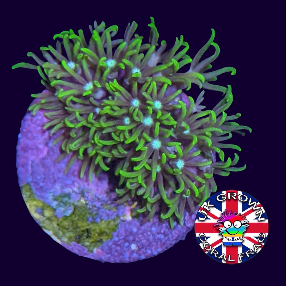 Star Polyps (Standard Plug) (UK Grown)