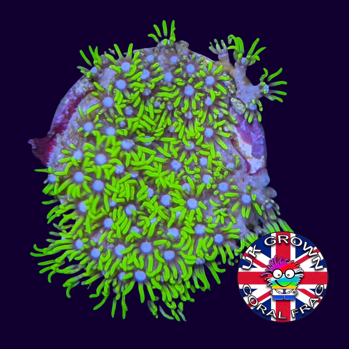 Star Polyps (Standard Plug) (UK Grown)