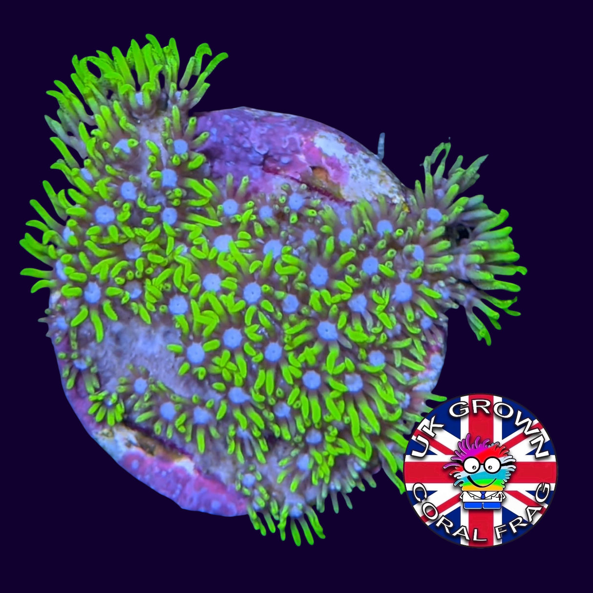 Star Polyps (Standard Plug) (UK Grown)