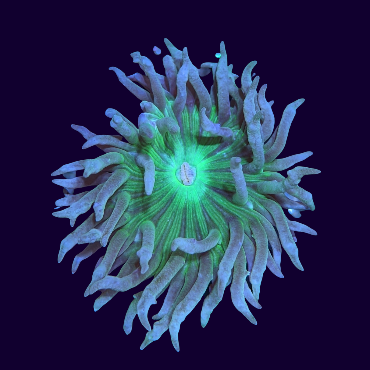 1 Head & 1 Pup Duncan