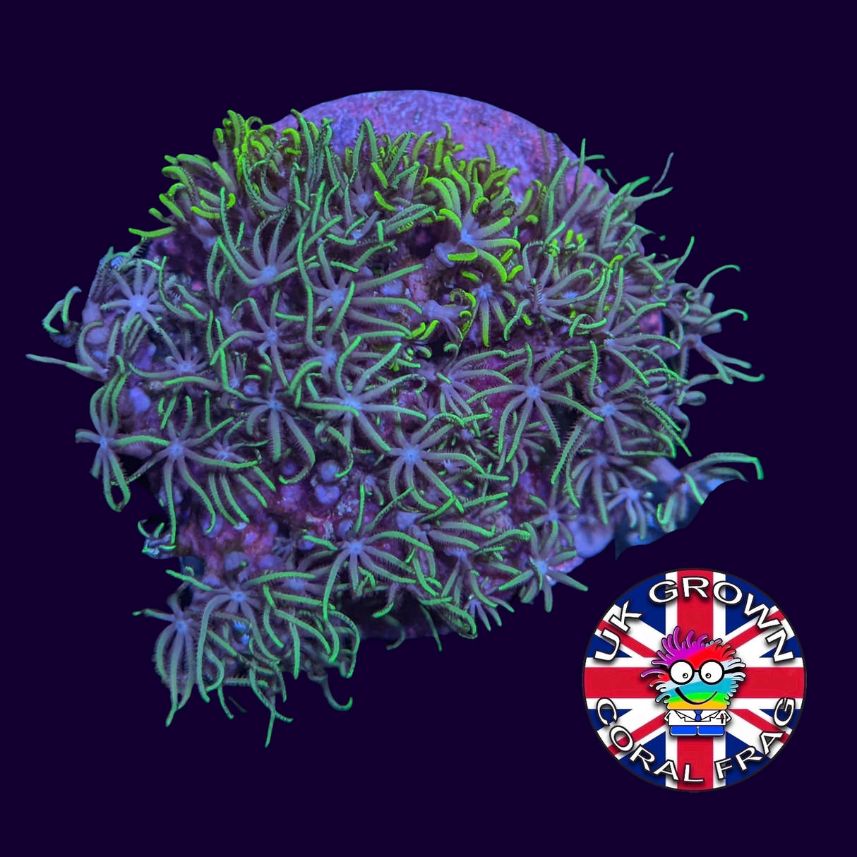 Star Polyps (Disk) (UK Grown)