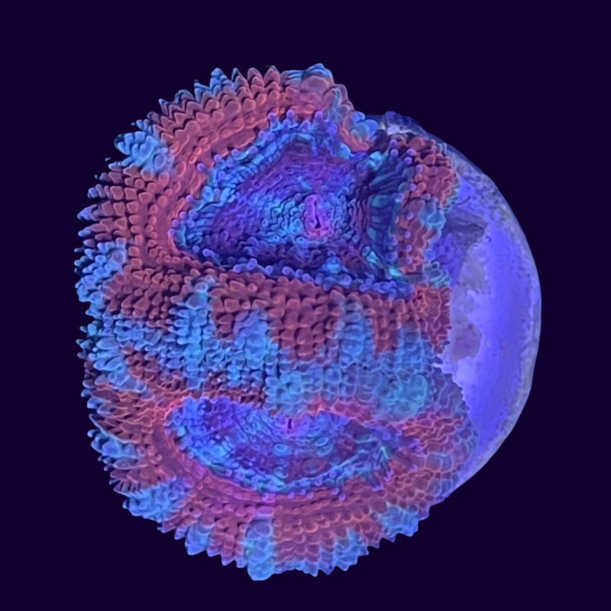 Acanthastrea Lordhowensi