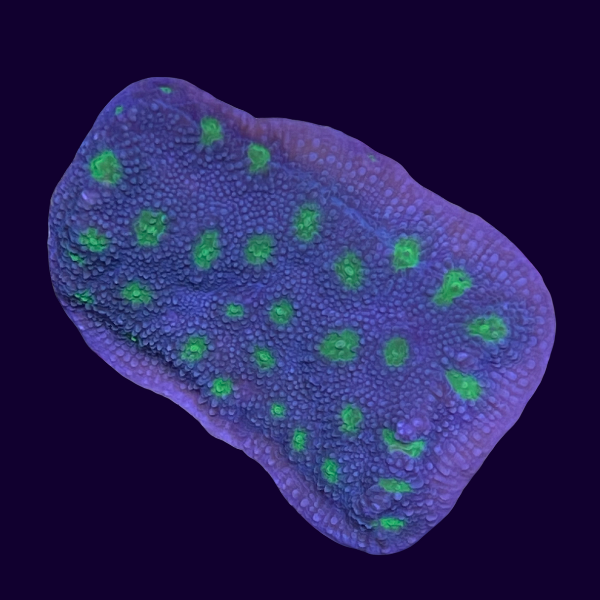 Firefly Starry Night Echinopora