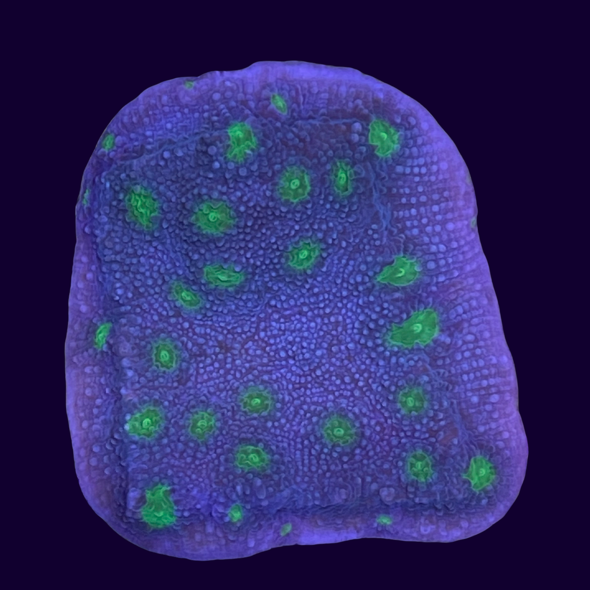 Firefly Starry Night Echinopora