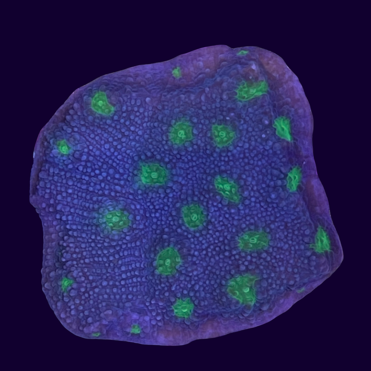 Firefly Starry Night Echinopora