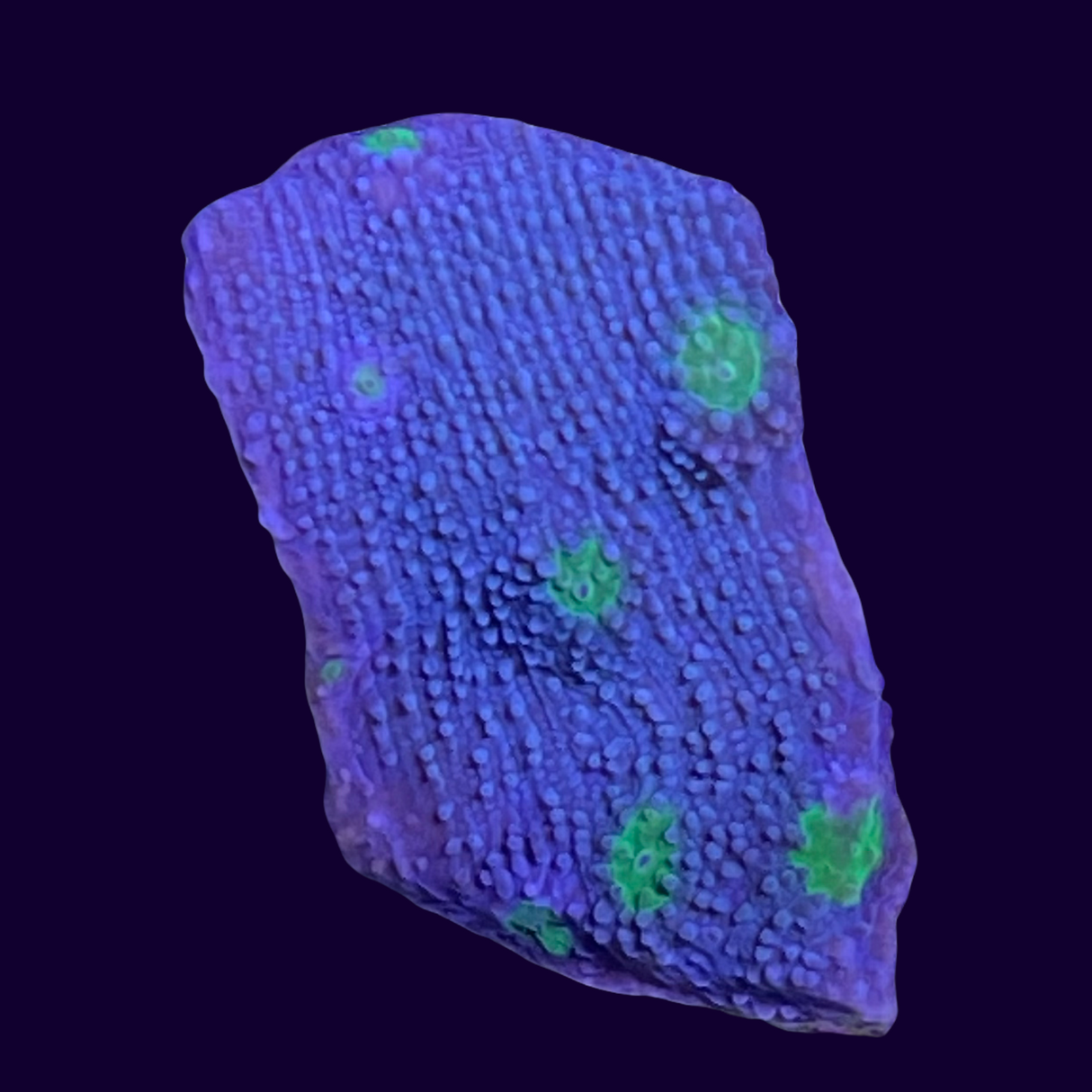 Firefly Starry Night Echinopora