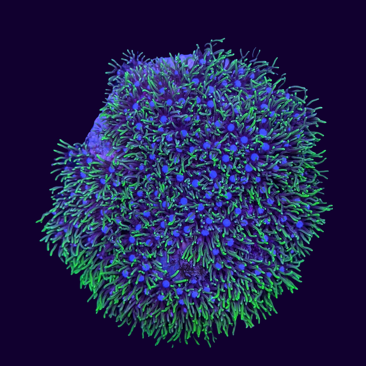 Aquacultured Green Star Polyp Colony