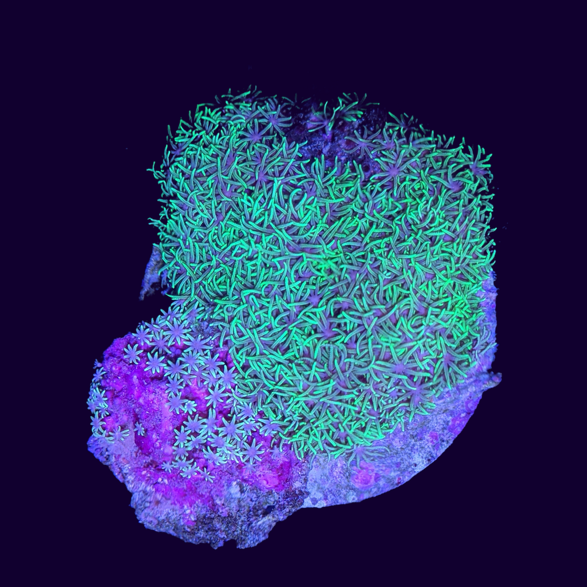 Aquacultured Green Star Polyp Colony