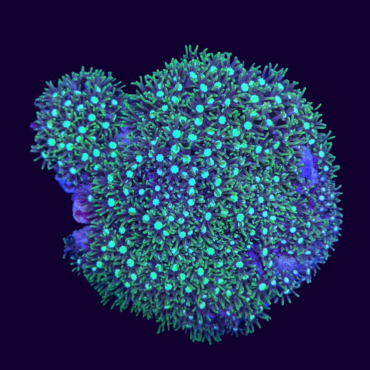 Aquacultured Green Star Polyp Colony