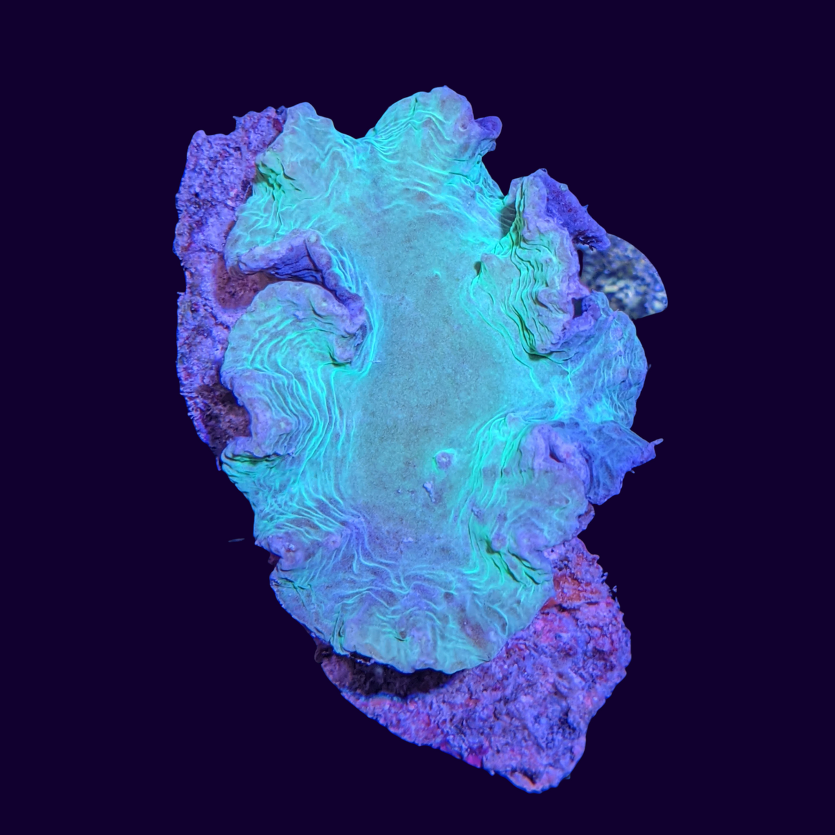 Green Sinularia Dura Cabbage Coral Colony