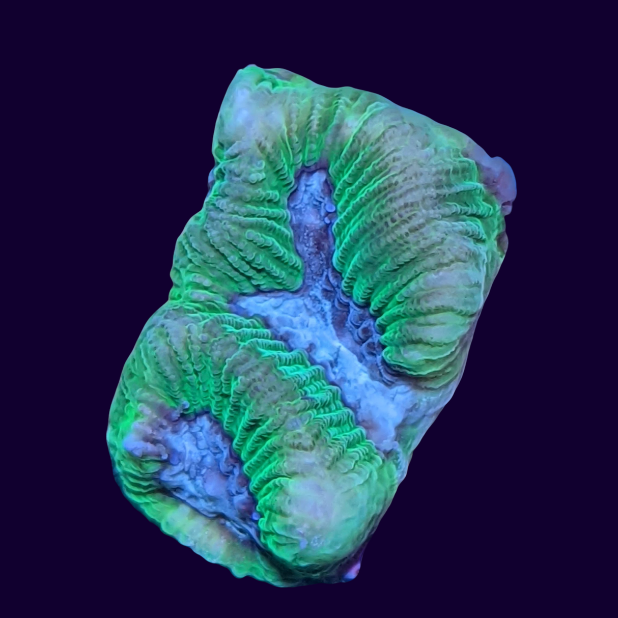 Toxic Green Blue Centre Platygyra