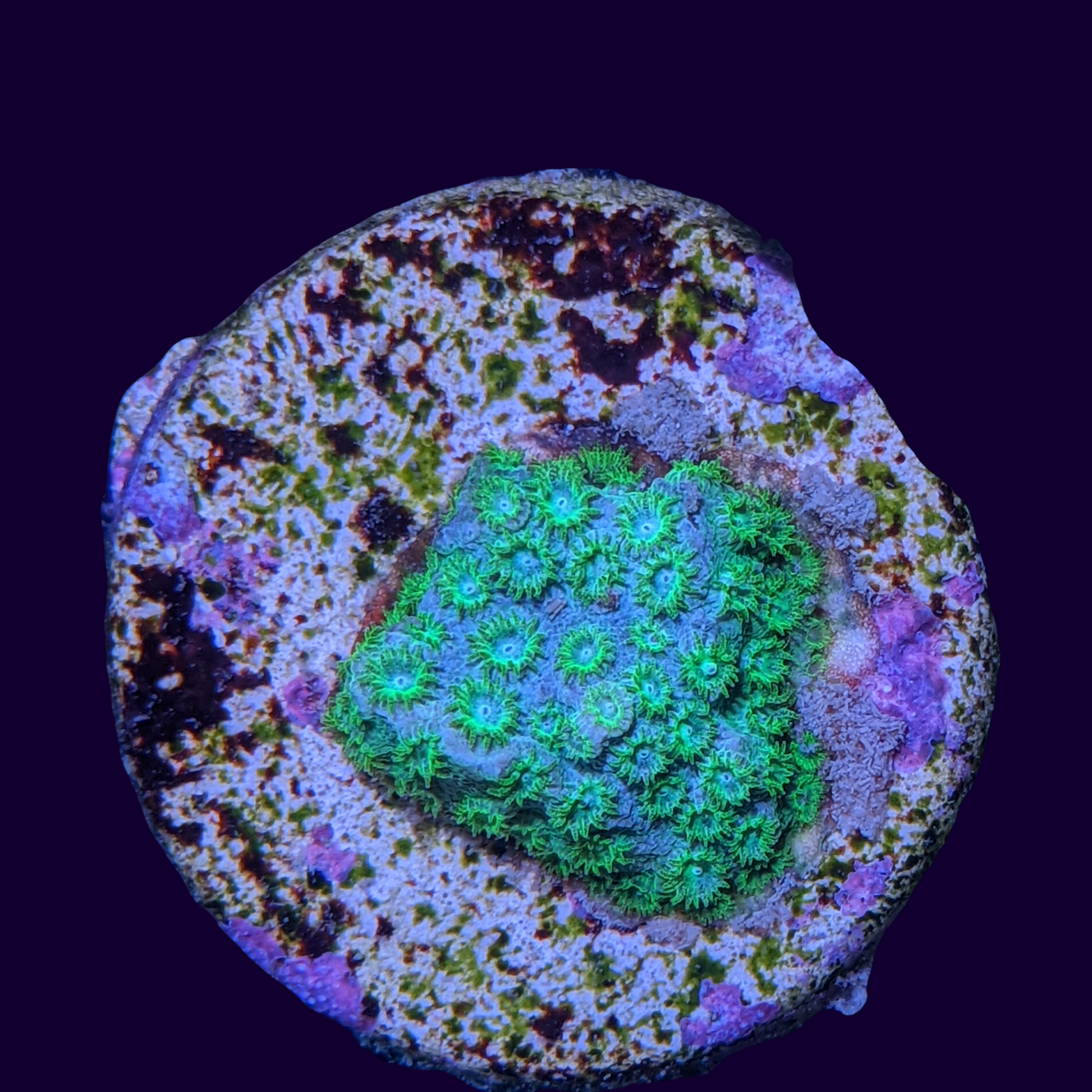 Bright Green Cyphastrea