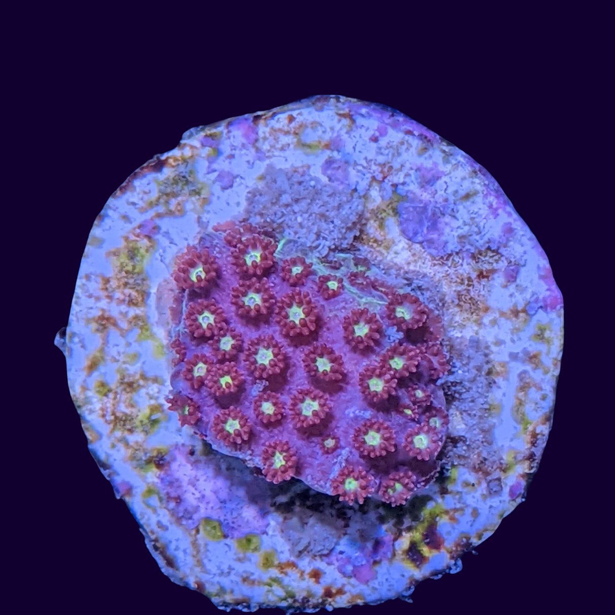 Burning Amber Goniopora