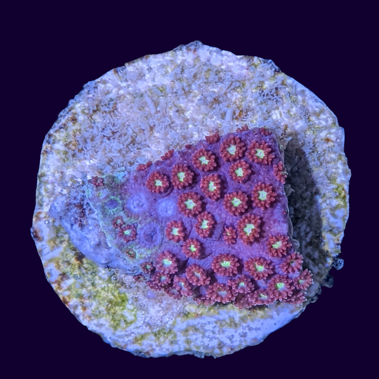 Burning Amber Goniopora