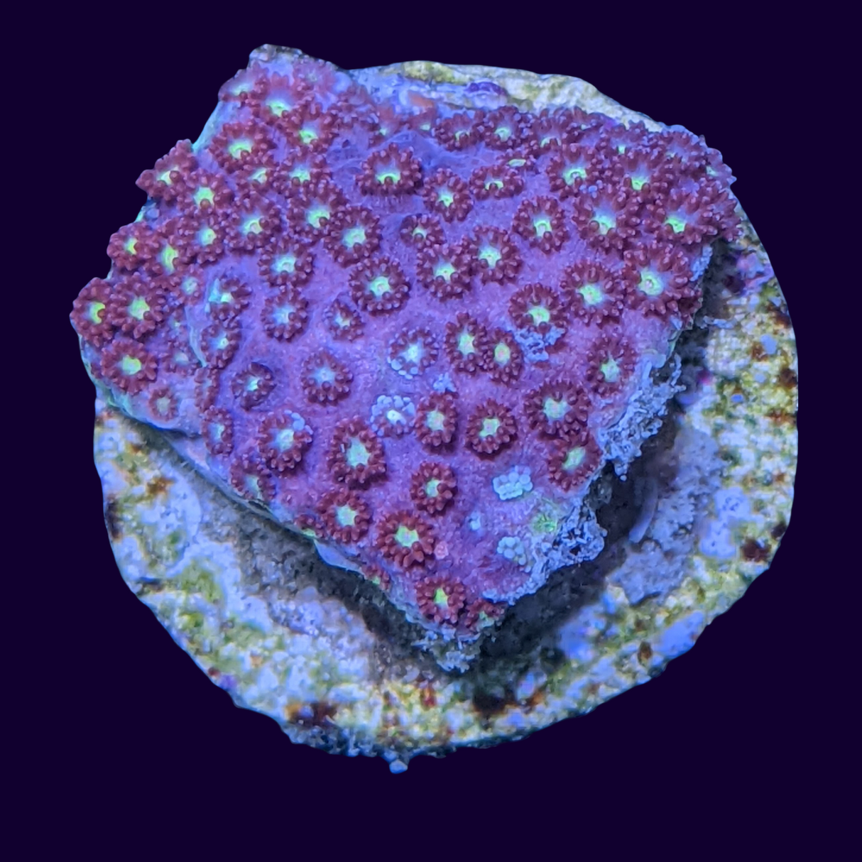 Burning Amber Goniopora