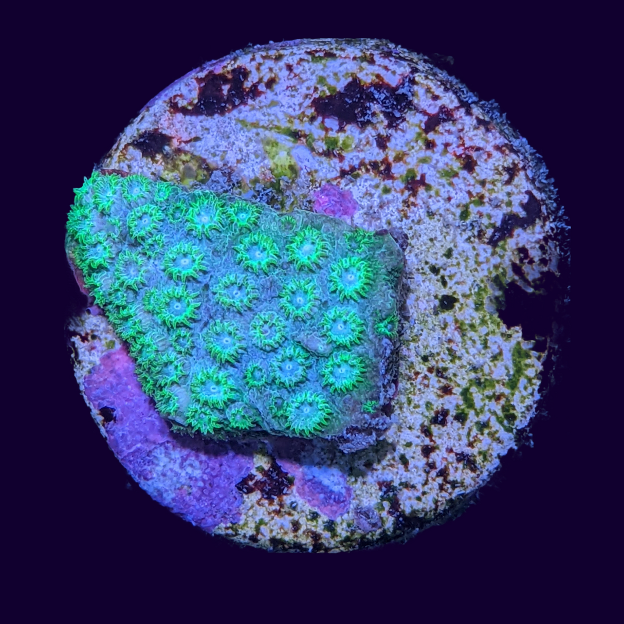 Bright Green Cyphastrea