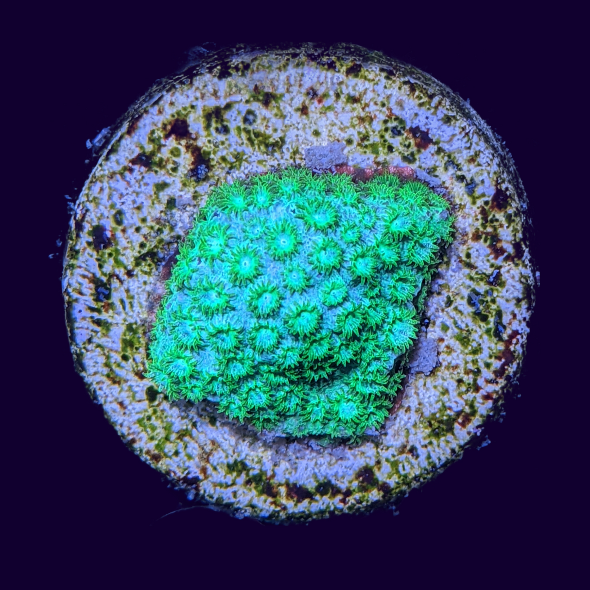 Bright Green Cyphastrea