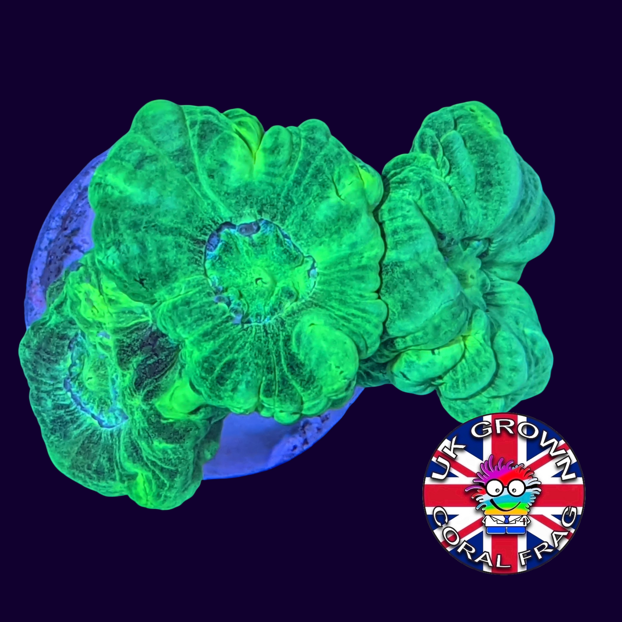 Large Polyp Neon Green Candy Cane (UK Grown)