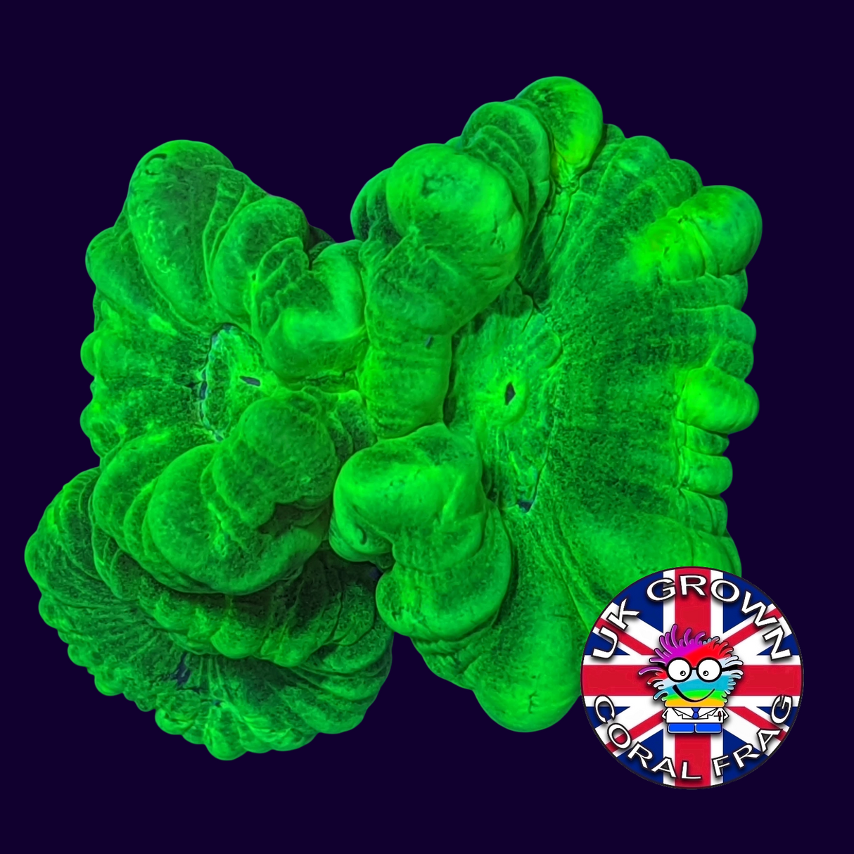 3 Heads Large Polyp Neon Green Candy Cane (UK Grown)