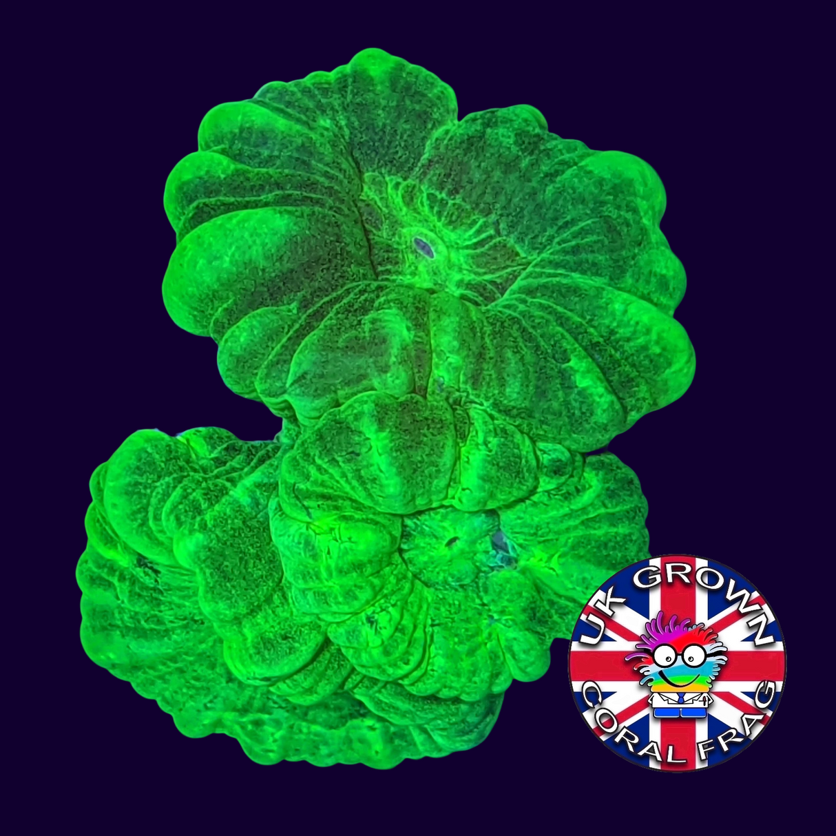Large Polyp Neon Green Candy Cane (UK Grown)