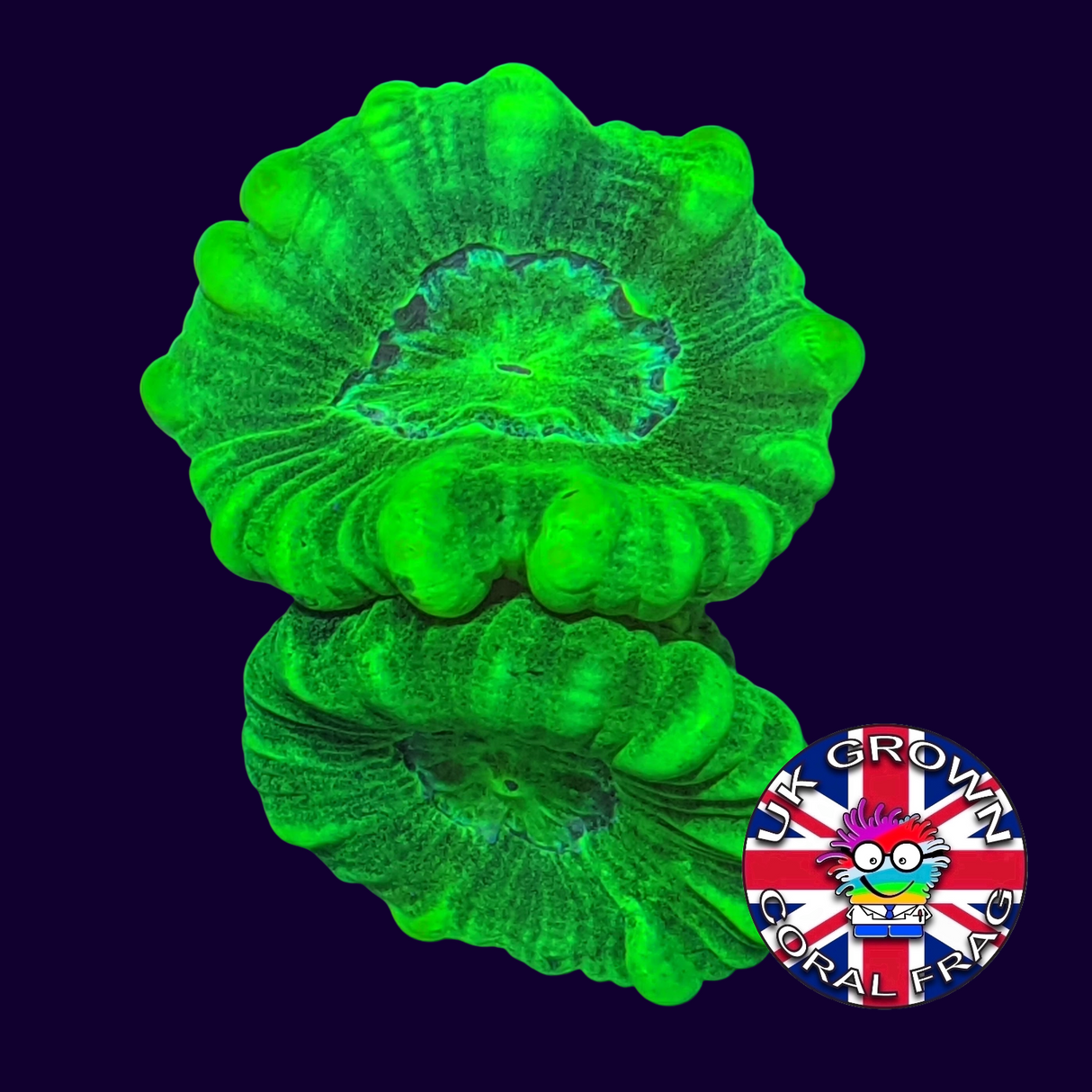 Large Polyp Neon Green Candy Cane (UK Grown)