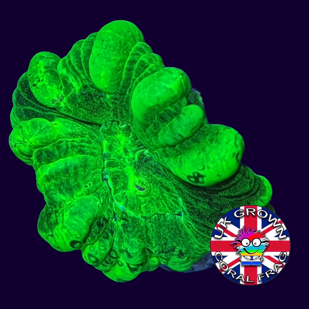 1 Head Large Polyp Neon Green Candy Cane (UK Grown)