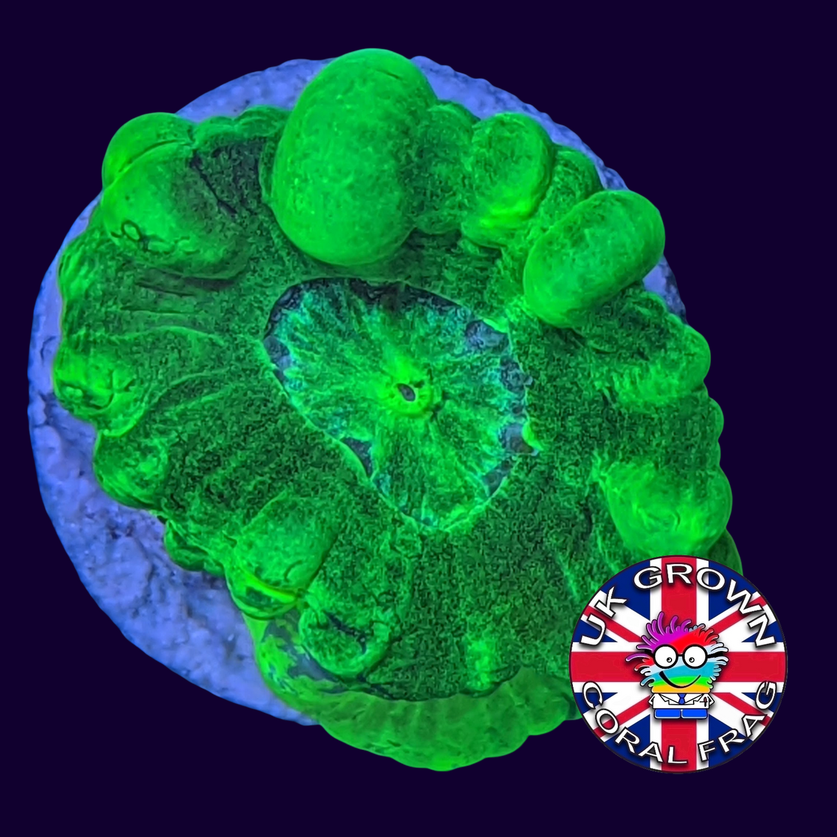 Large Polyp Neon Green Candy Cane (UK Grown)