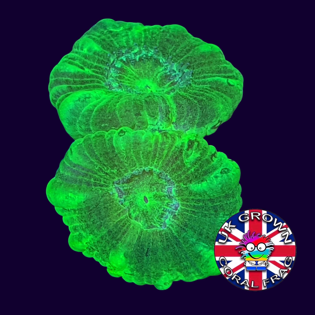 Large Polyp Neon Green Candy Cane (UK Grown)