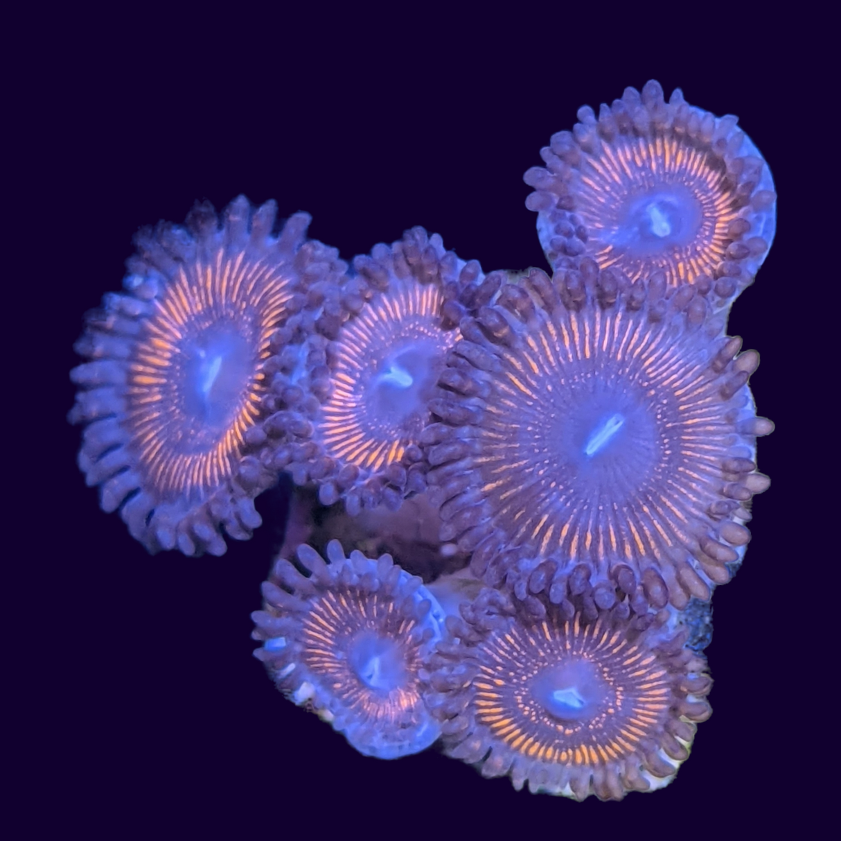 Pink Passion Mini Zoa Colony