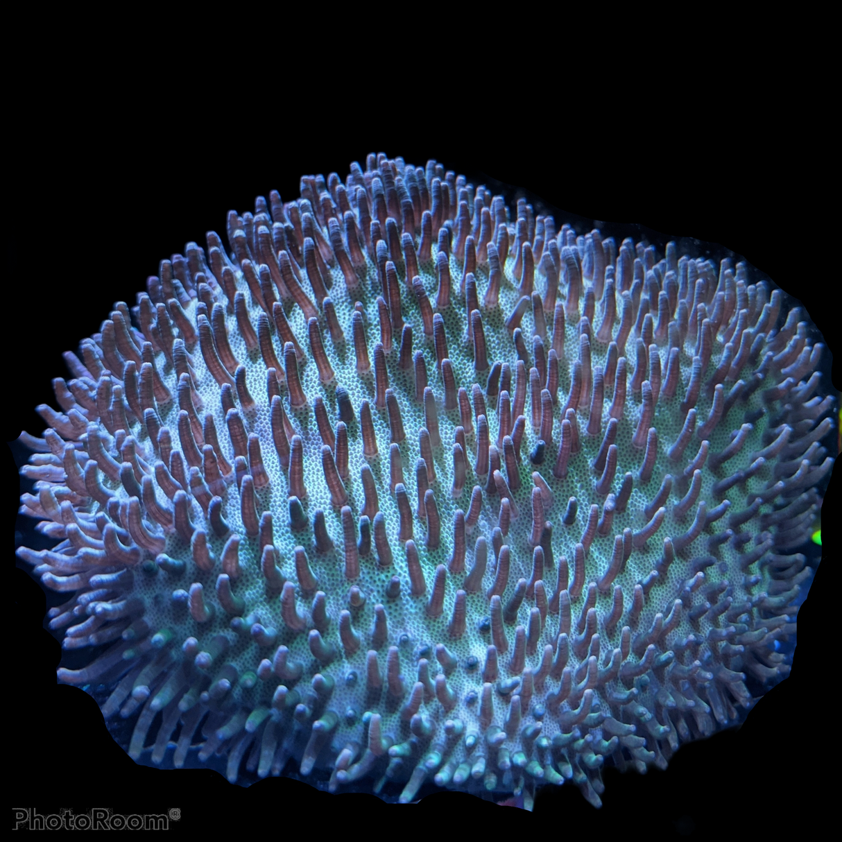 Large Aquacultured Indonesian Green Toadstool