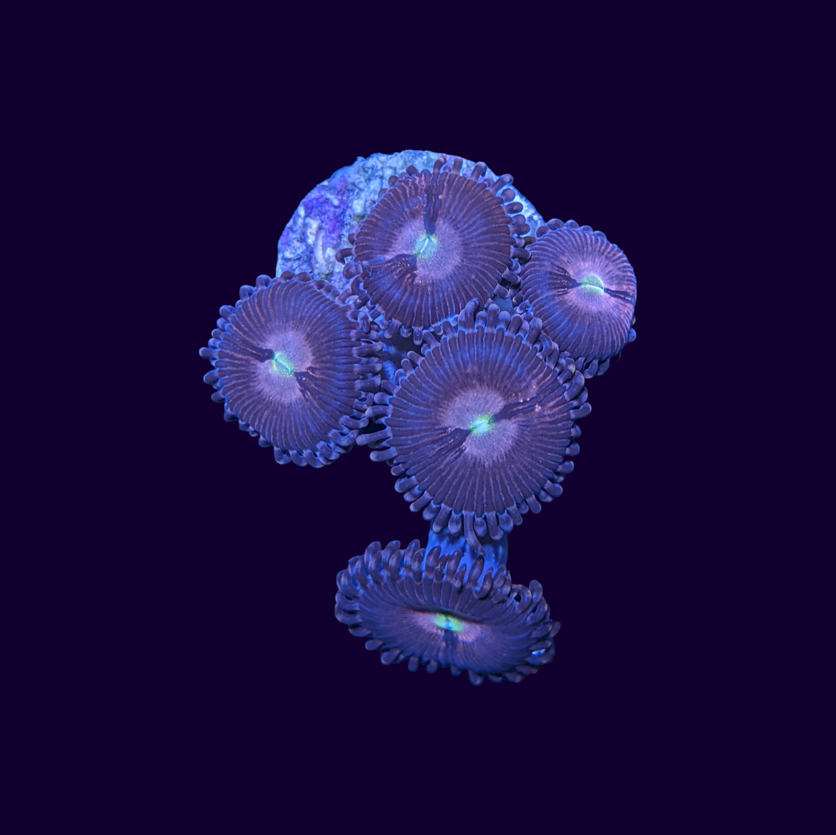 Purple Bee Zoa Frag
