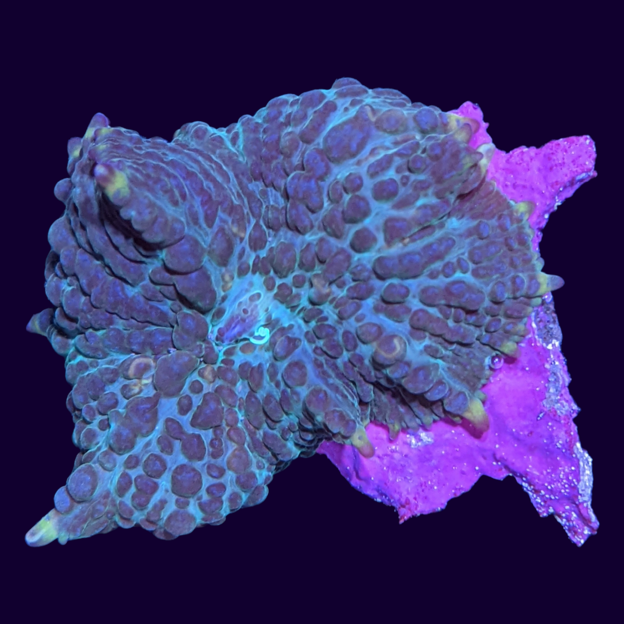 Purple Flex Rhodactis Mushroom