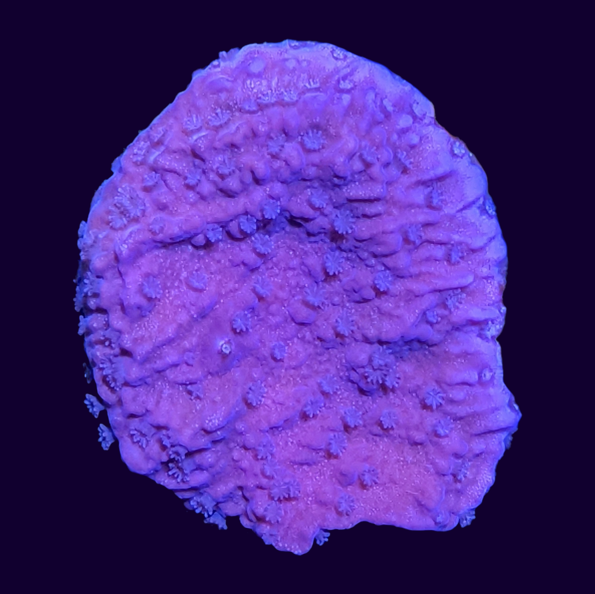 Purple Montipora (UK Grown)