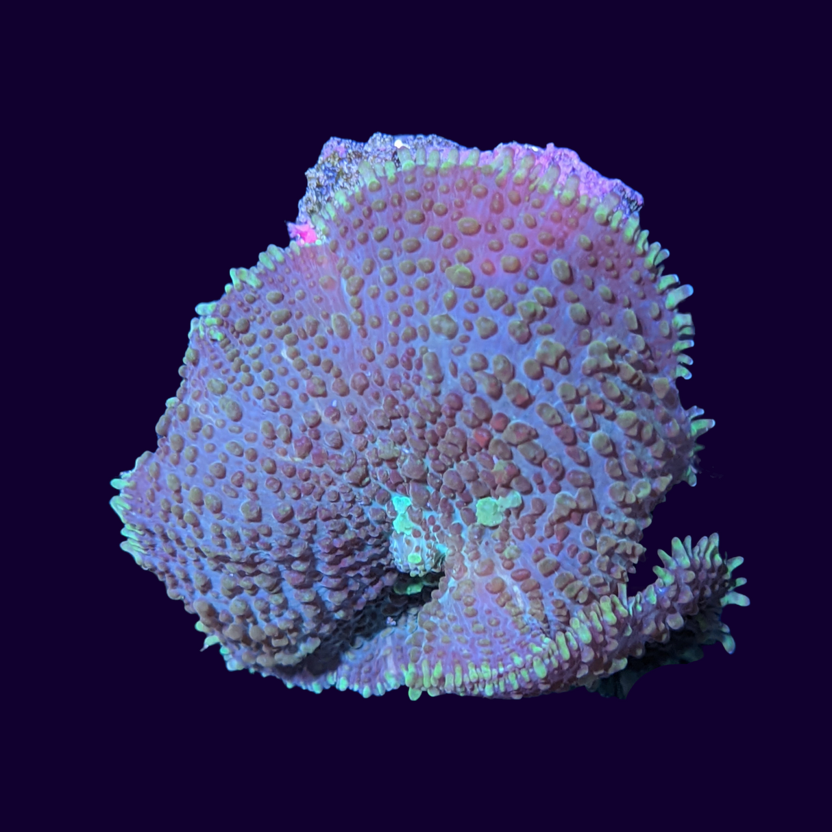 Purple Rhodactis Mushroom