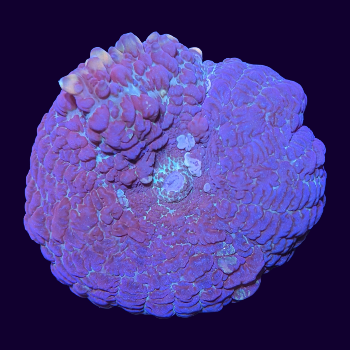 Purple Rhodactis Mushroom