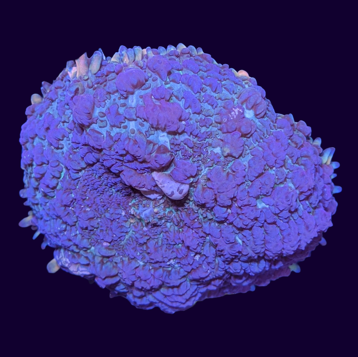 Purple Rhodactis Mushroom