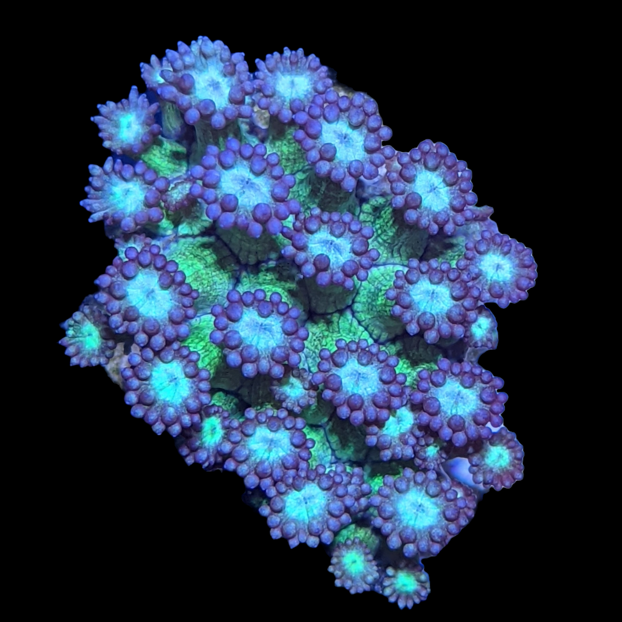 Purple tip, Green Goniopora