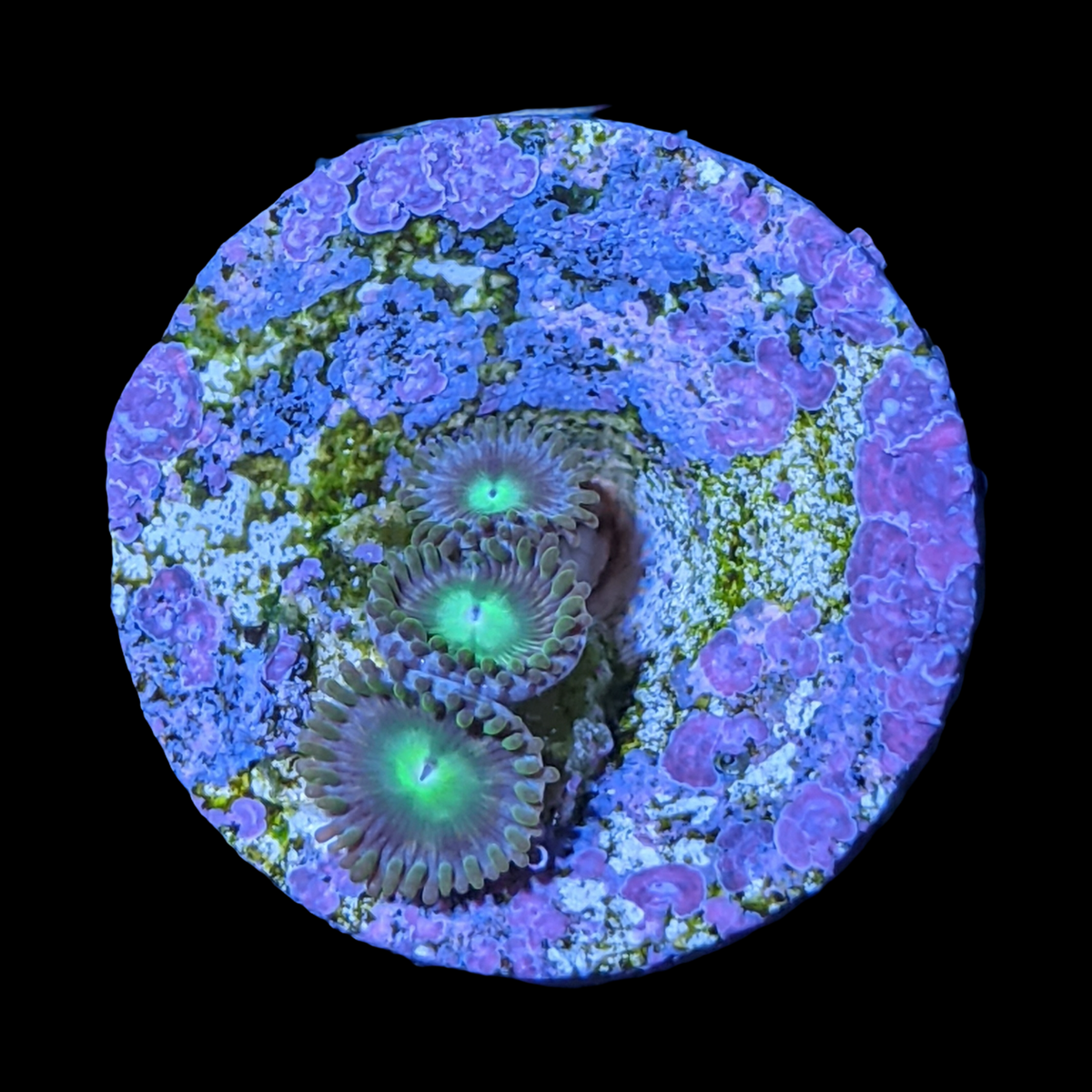 Zoa Frag