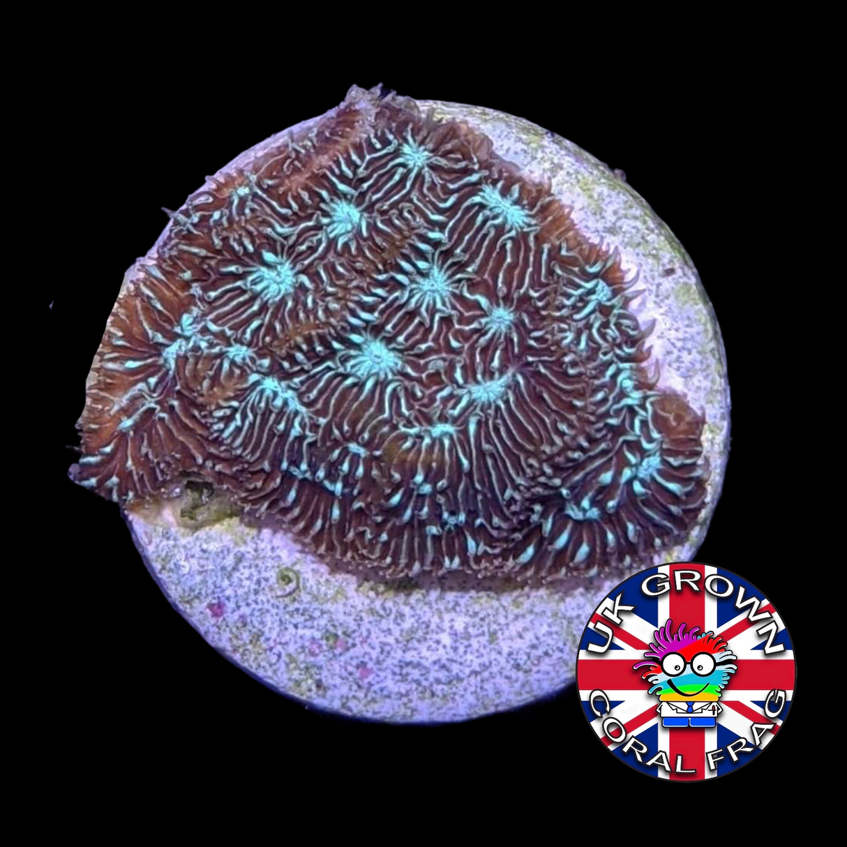 Mint Choc Chip Merulina (UK Grown)