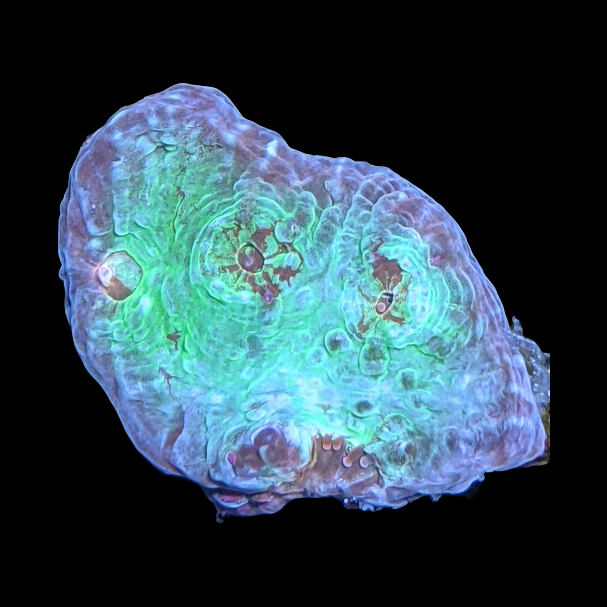 Alien Asteroid Chalice