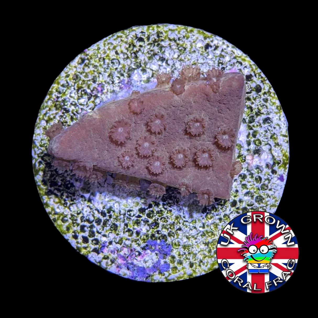 Yellow Cup Turbinaria (UK Grown)